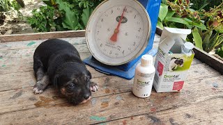 Drontal oral suspension deworming dogs  home DIY [upl. by Ybbed]