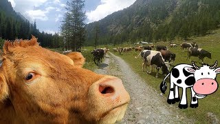 Le mucche corrono da noi ATTENTI AL TORO Passeggiata in malga tra una mandria di mucche [upl. by Esilana]