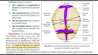 Obstetrics 117 Fetal Skull Sutures [upl. by Amikan]