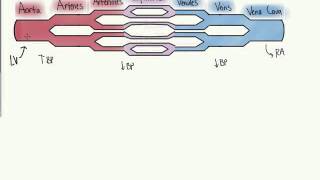 Vasculature [upl. by Bedell953]