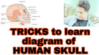 TRICKS to learn DIAGRAMMATIC VIEW OF HUMAN SKULLCLASS11NEET [upl. by Halie]