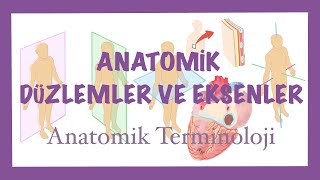 ANATOMİYE GİRİŞ ANATOMİK DÜZLEMLER VE EKSENLER ANATOMİK HAREKETLER VE TERMINOLOJI [upl. by Ylaek]