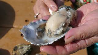 The SpokesmanReview How to shuck a Washington oyster [upl. by Aciretahs]