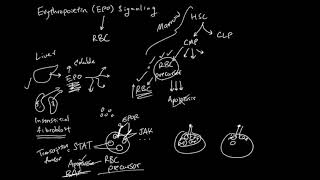 Erythropoietin EPO Signaling [upl. by Ernie]