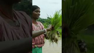 INCIPIO দিয়ে লিখুন নতুন ইতিহাস  farming incipio paddy syngenta agriculturediary agriculture [upl. by Sweeney520]