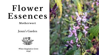 Motherwort Flower Essence Empowerment Become RiseUp [upl. by Edgar]