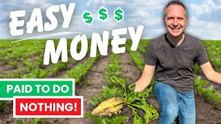 Get Paid 75Day to Stay Home  Working the Sugar Beet Harvest [upl. by Kahaleel]