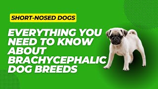 ShortNosed Dogs Everything You Need To Know About Brachycephalic Dog Breeds [upl. by Amaleta]