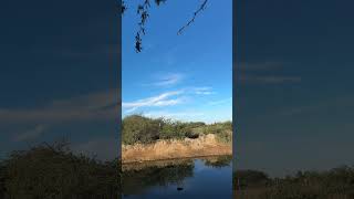 🦆💥🥄mexico duck hunting shoveler anasclypeata cazadepatos souchet patocuchara [upl. by Maddocks405]