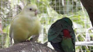 Meet our Red Rump Parrots [upl. by Greenleaf]