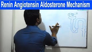 Renin Angiotensin Aldosterone Mechanism  Bangla  Square DOC [upl. by Ikik214]