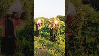 Beautiful🏠Village👩‍🦰ladies taking🌿🌿grasses☘️for🐄cows🐄tamil tamilsong lovesong music tamilrhymes [upl. by Erhard]