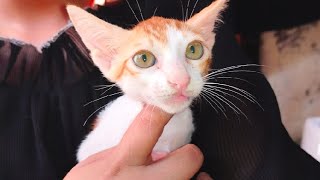 Cute Little Kittens 😍 Baby Cats 💕Kittens Meowing [upl. by Gide]