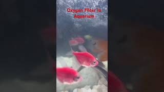 162 Aquarium Fish with Oxygen Filter aquarium fish shorts [upl. by Yelsnya]