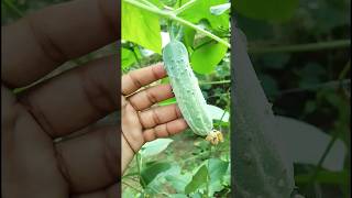 Khira ki kheti 🔥✅ cucumber farming farmer farming kishan kisan shorts gardening cucumber [upl. by Uird918]