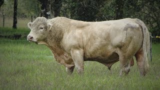 Raza de Ganado Charolais Parte 1 Cap203 [upl. by Zeuqram476]