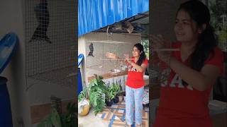 কিছু বুঝে ওঠার আগেই উড়ে গেলো😭♥️trending minivlog birds viralvideo shorts vlog sayanti [upl. by Cece]