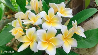 Plumeria alba white frangipani [upl. by Barney]