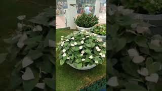 MYSORE FLOWER SHOW shortvideo [upl. by Nedaj]