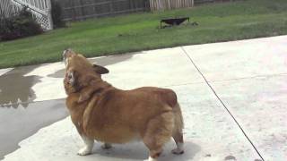 Welsh Pembroke Corgi howling [upl. by Osei]