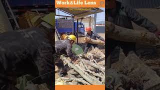 Men feed logs into a chipping machine A conveyor loads the wood chips into a truck [upl. by Wiltsey]