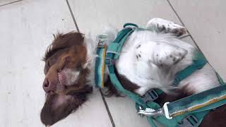 Best dachshund harness  belly rubs in Ruffwear Flagline [upl. by Neenad]