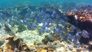 SNORKELING 8 PART 1  STARFISH JIBACOA VILLA TROPICO  CUBA [upl. by Llovera]