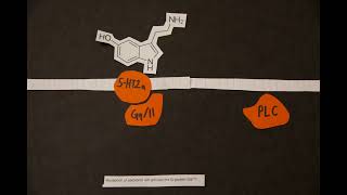 cell signaling stop motion [upl. by Anerol]