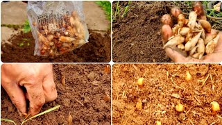 Freesia planting guide how to grow freesia from seed  growing freesia flowers at home garden UK [upl. by Gonzalo]