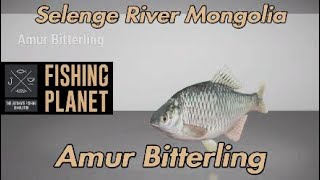 Fishing Planet  Amur Bitterling  Selenge River Mongolia [upl. by Ulu]