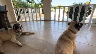 Kangal Hunde ein Jahr alt in meinem Garten in Alanya Anteil in der Türkei 25 September 2024 [upl. by Maison]