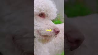 BEDLINGTON TERRIER FACTS YOU DIDNT KNOW shorts [upl. by Annaoi]