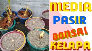 MEDIA PASIR UNTUK BAKALAN BONSAI KELAPA [upl. by Ahsatel271]