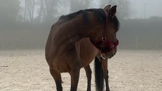 Présentation de ma chaîne équestre ￼🥰🫶🏻 cavalière cheval [upl. by Solracsiul200]