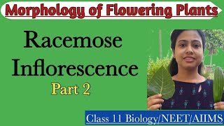 Racemose Inflorescence Part2  Ch5 Morphology of Flowering Plants  Class 11  NEET  AIIMS [upl. by Hoshi802]