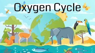 The Oxygen Cycle Explained [upl. by Deer997]