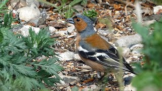 Bird Facts The Common Chaffinch [upl. by Ced]