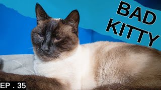 Siamese cat almost ruined our vacation we almost came home early [upl. by Etnomed43]