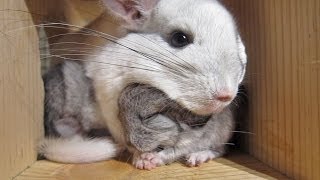 This Touching Chinchilla Video Will Make You Cry for Mom [upl. by Seavir]