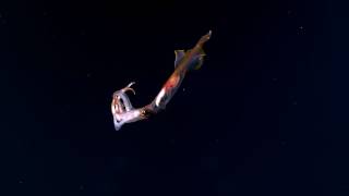 Longarmed Squid Exploring Remote Pacific MPAs [upl. by Shewchuk551]