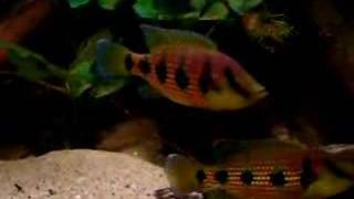 hemichromis elongatus cameroon [upl. by Inor]