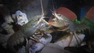 Раки едят гольяна Crawfishes catched the fish and eating it [upl. by Diane]