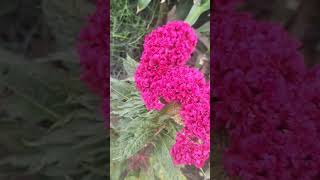 Celosia Cristata plants plant naturelovers flowers [upl. by Acirej]