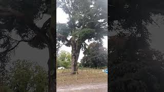 Veteran Atlas Cedar Cedrus atlantica tree nature [upl. by Ivon]