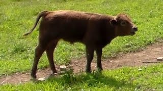 Little Baby Calf Mooing [upl. by Thedric]