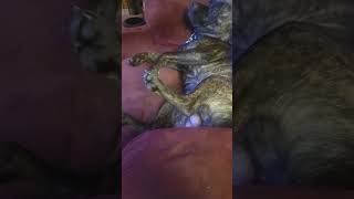 sillypets puppy sleep cute bulloxer bullboxer sweet puppylife [upl. by Sanbo]