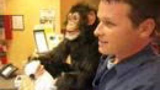 Axtell Expressions quotHandsfreequot Chimp Puppet Motel Monkey [upl. by Atnahs]