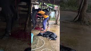 Removing the placenta of the mother carabao after giving birth [upl. by Burhans]