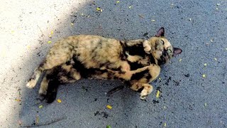 Playful tortoise shell cat rolling on her back but she does not want to be petted [upl. by Alvarez]