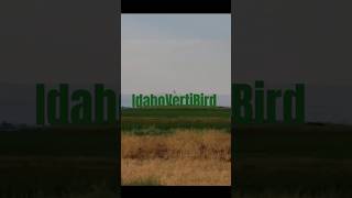 Cornfield Crash IdahoVertibird RC Bell 206 Flywing [upl. by Carpenter]